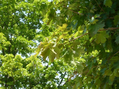 Blick ins Grün eines Baum