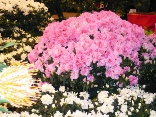 Grüne Woche BlumenPracht