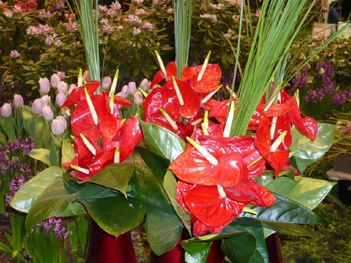 Grüne Woche BlumenPracht6