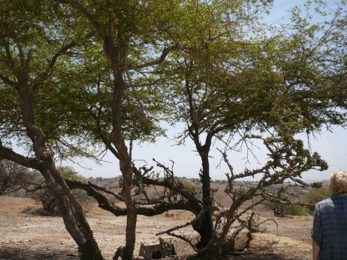 68 Salalah Weihrauchbaum