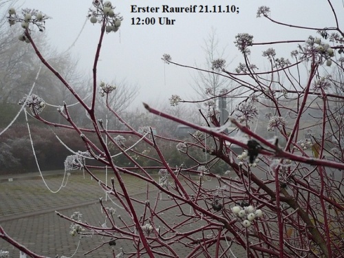 Erster Raureif 21.11.10