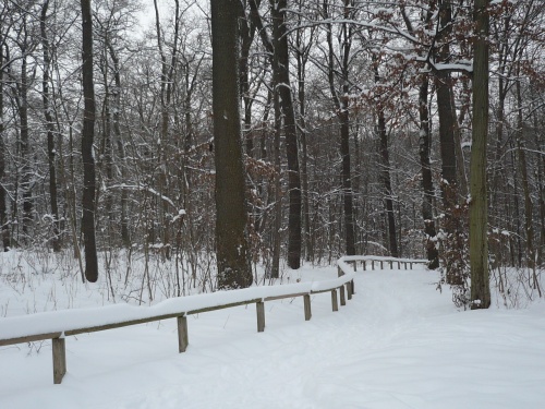 Winter im Erfurter  Steigerwald