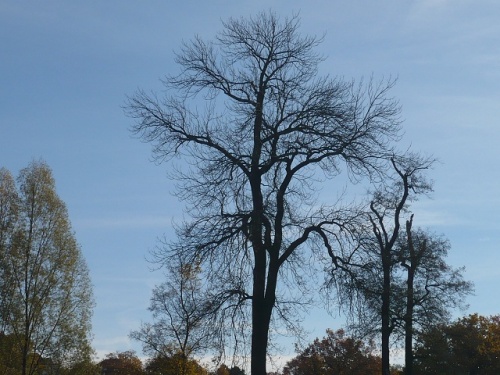 Varianten -0- Goethes Gartenhaus im Herbst