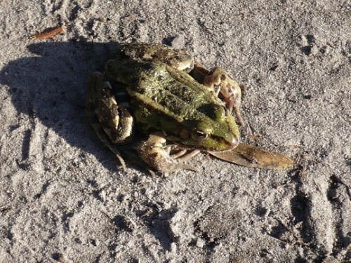 Koserow Vorm Damerower Forsthaus