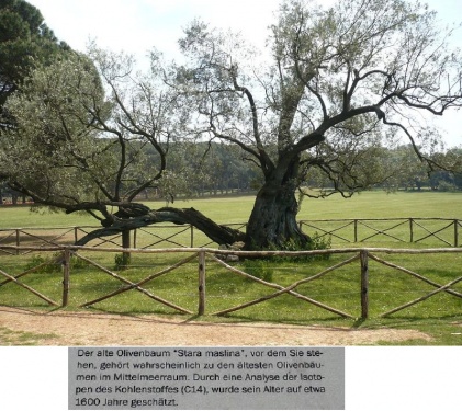 Olivenbaum 1.600 Jahre T3