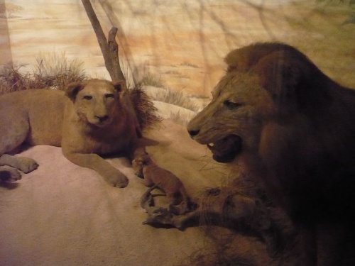 Brijuni-Insel Tierausstellung T3