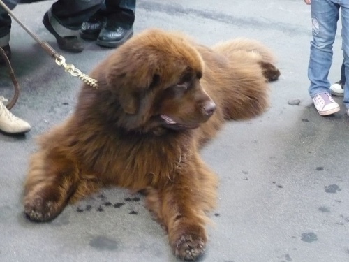 RassehundeAusstellung 2011 in Erfurt