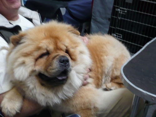 RassehundeAusstellung 2011 in Erfurt