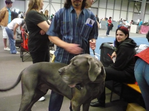 RassehundeAusstellung 2011 in Erfurt