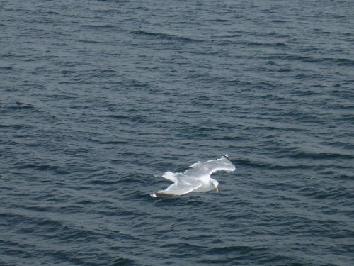 SeeTag - Möwenbegleitung