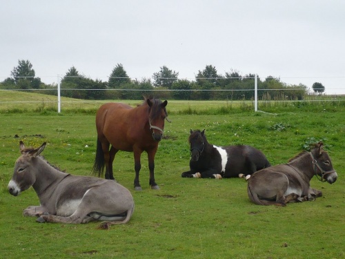 Insel Poel 2011 - Inselidylle