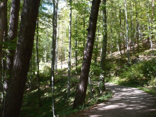 Ilmenau - 07 Weg zur Bertha-Quelle 9