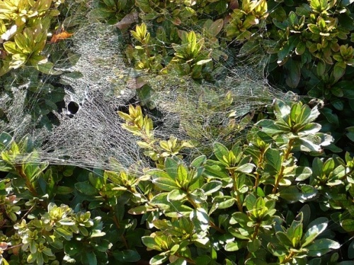 Bad Langensalza Japanischer Garten