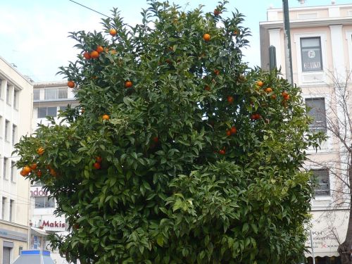 072 PIRÄUS Unser Spaziergang 6