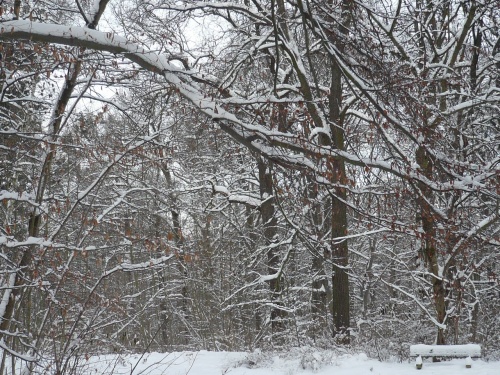 Winter im Erfurter Steigerwald