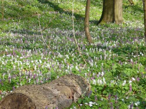 Österlicher Frühling 1