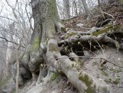 Bad Berka  Schloßberg Wurzelwerk