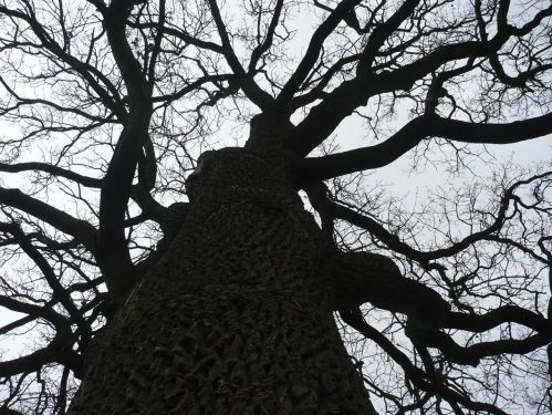 Bad Berka Schloßberg_Eiche ü. 300 J.