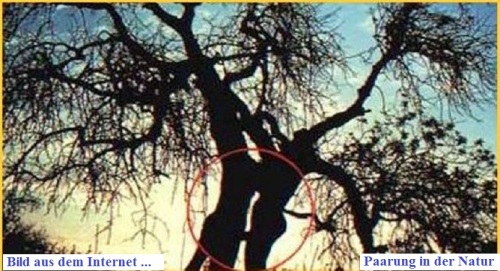 Paarung in der Natur 