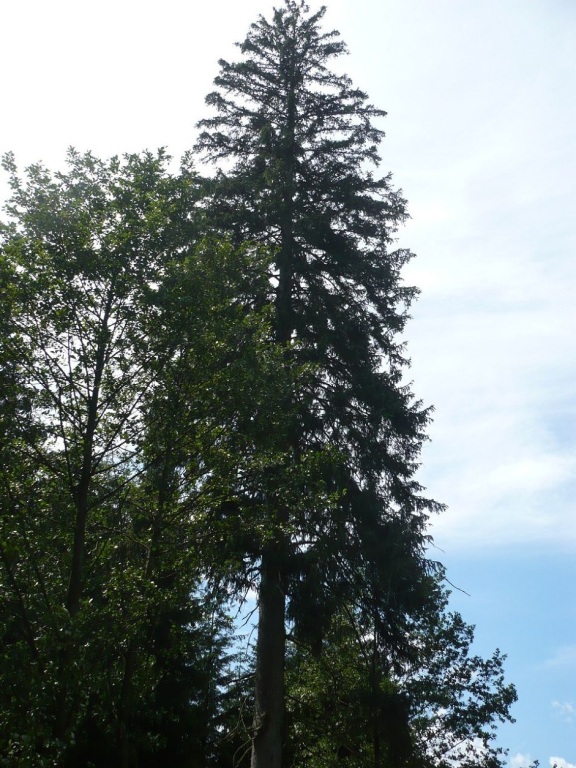 Bad Berka KneippWanderWeg Natur pur