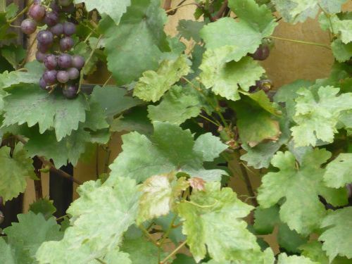 Weimar Fiktiver Rundgang mit Goethe 29