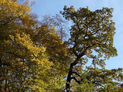 Herbst 2012.10.19 02