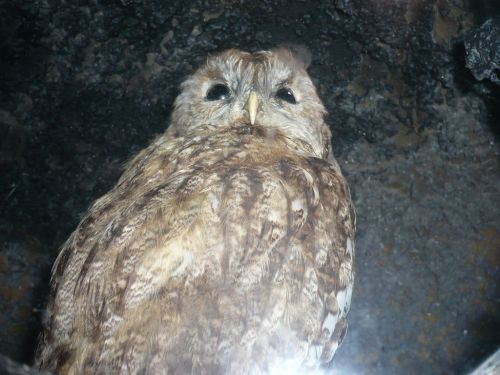 BaumKronenPfad 09 Okt.2012