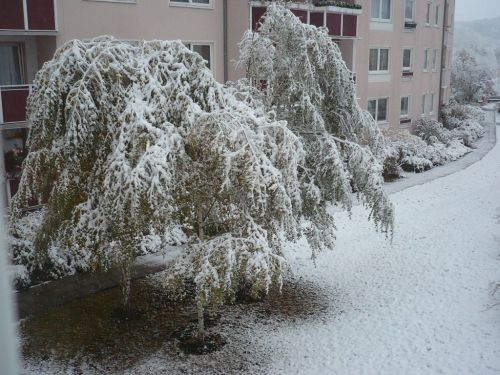 PachTs Blick vom ArbZimmer i.d.Winter 2