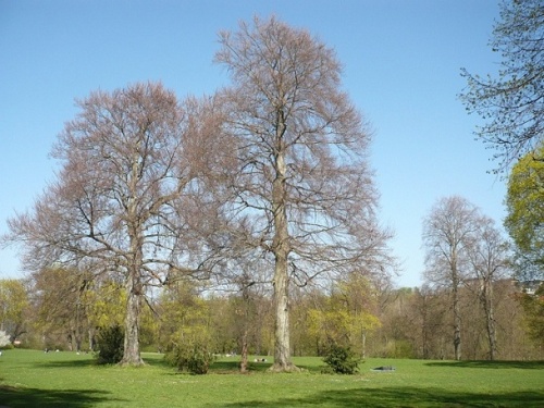 Frühling kommt