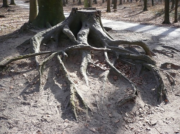 Baumwurzel Steilküste bei Koserow