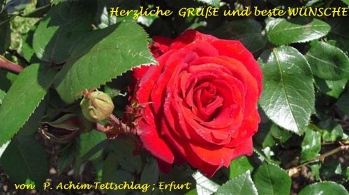 BLUMEN_Rose_Gruß