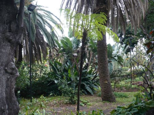 418 6.KSF FUNCHAL auf Madeira _ Impressionen