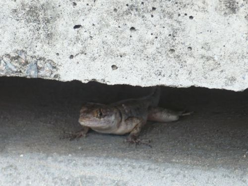 289 6.KSF RECIFE _ Impressionen