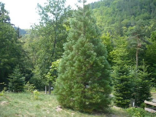 Schwarzburg 2013 - Impressionen 31