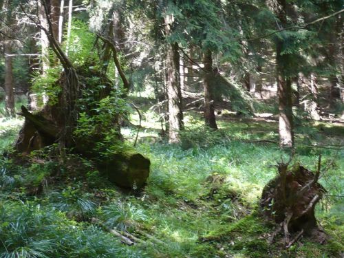 Tabarz Wanderung 2_16