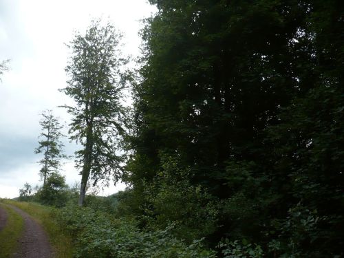 Tabarz Wanderung 2_05