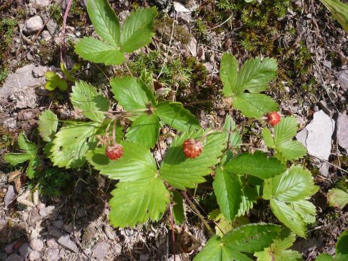 Tabarz Wanderung 2_02