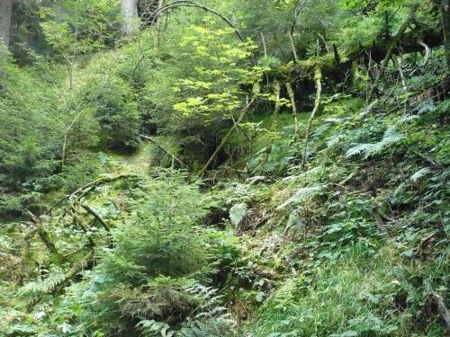 Tabarz Wanderung 3_31