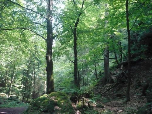 Tabarz Wanderung 3_30