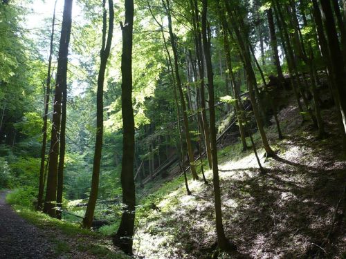 Tabarz Wanderung 3_28