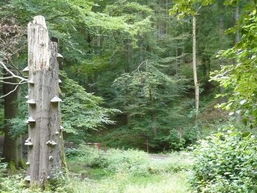 Tabarz Wanderung 3_20