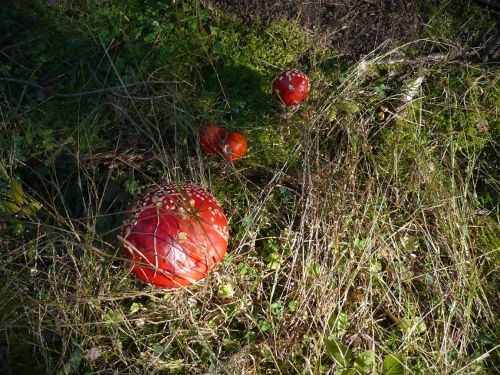 Tabarz Wanderung 4_15