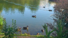 Morgenidylle am Stadtrand