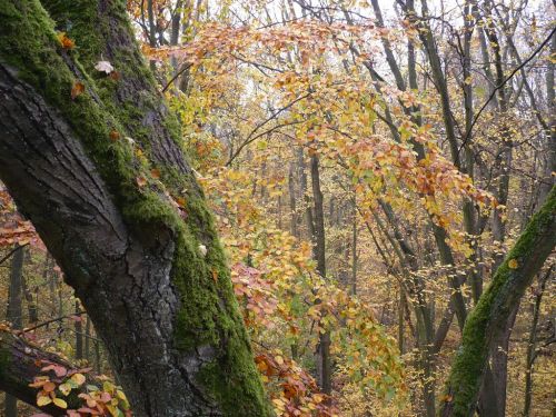 BaumKronenPfad 19 Okt.2012