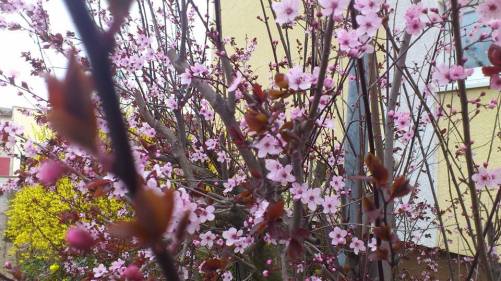 Frühling 2014 vor der Haustür