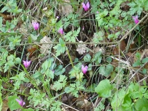 050 Njivice _ Impressionen 09