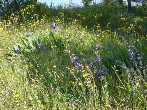 049 Njivice _ Impressionen 08