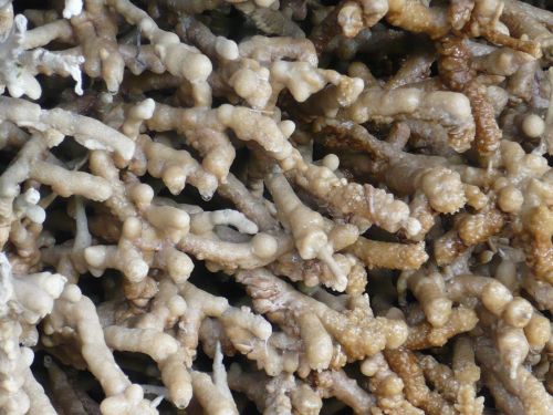 Bad Sulza 16 Gradierwerk