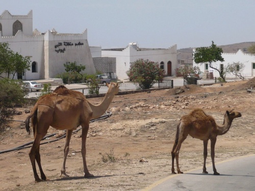 69 Salalah Kamele als Verkehrsteilnehmer