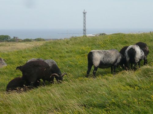 Nordsee-Urlaub 61 HELGOLAND-Impressionen